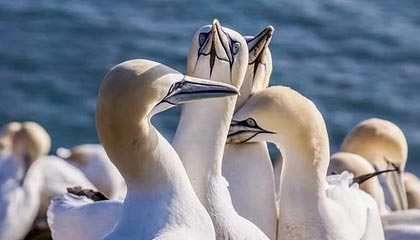 开云官方-沙尔克不敌法兰克福，糟糕战绩持续，沙尔克是哪个欧洲国家球队