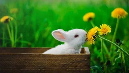 开云官方-沙尔克不敌法兰克福，糟糕战绩持续，沙尔克是哪个欧洲国家球队